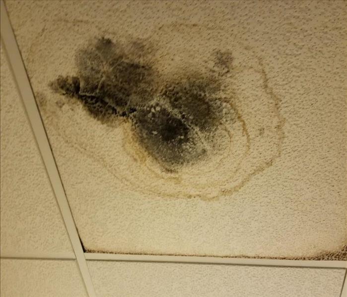 Mold on a Ceiling Tile