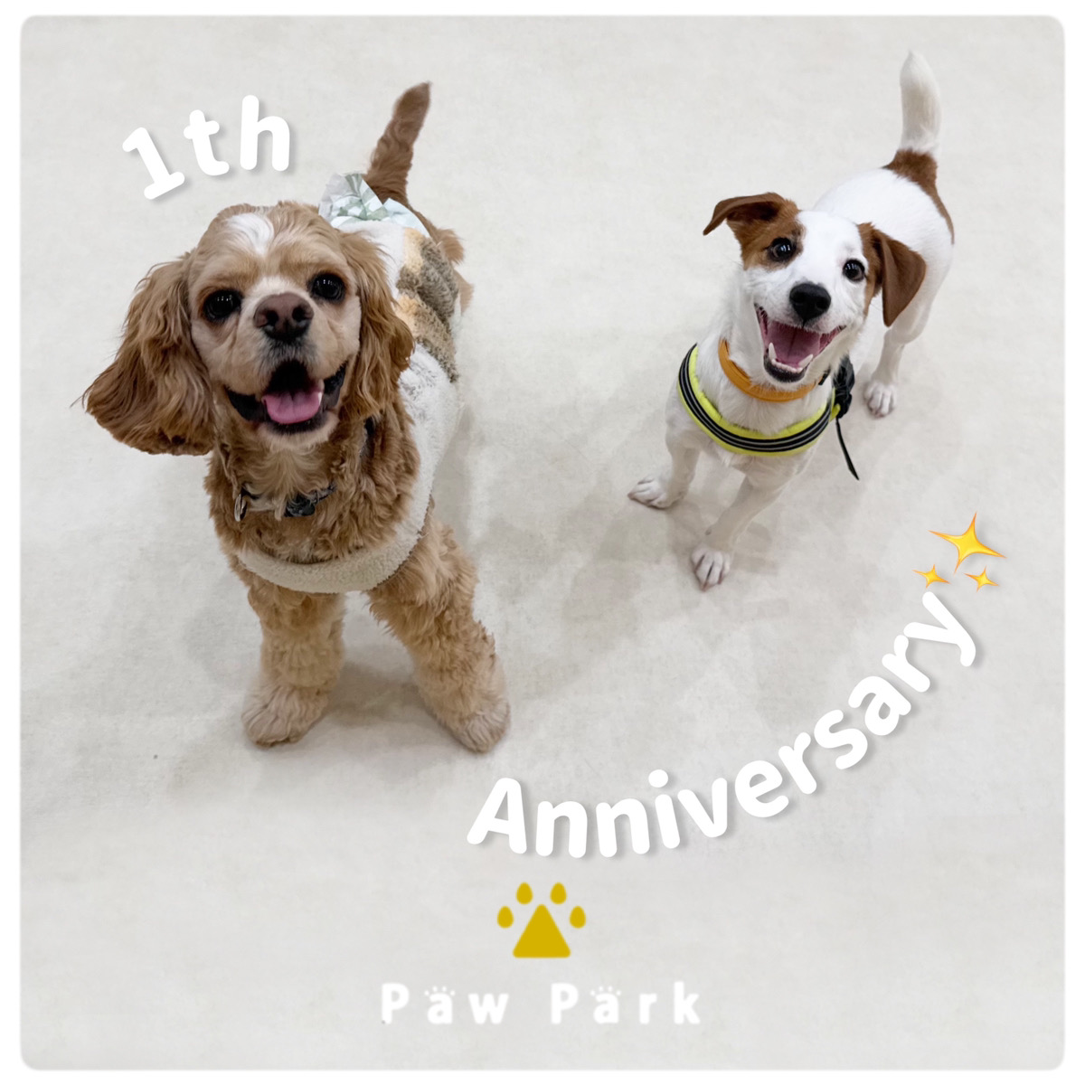 Images PawPark 犬のようちえん 高槻店