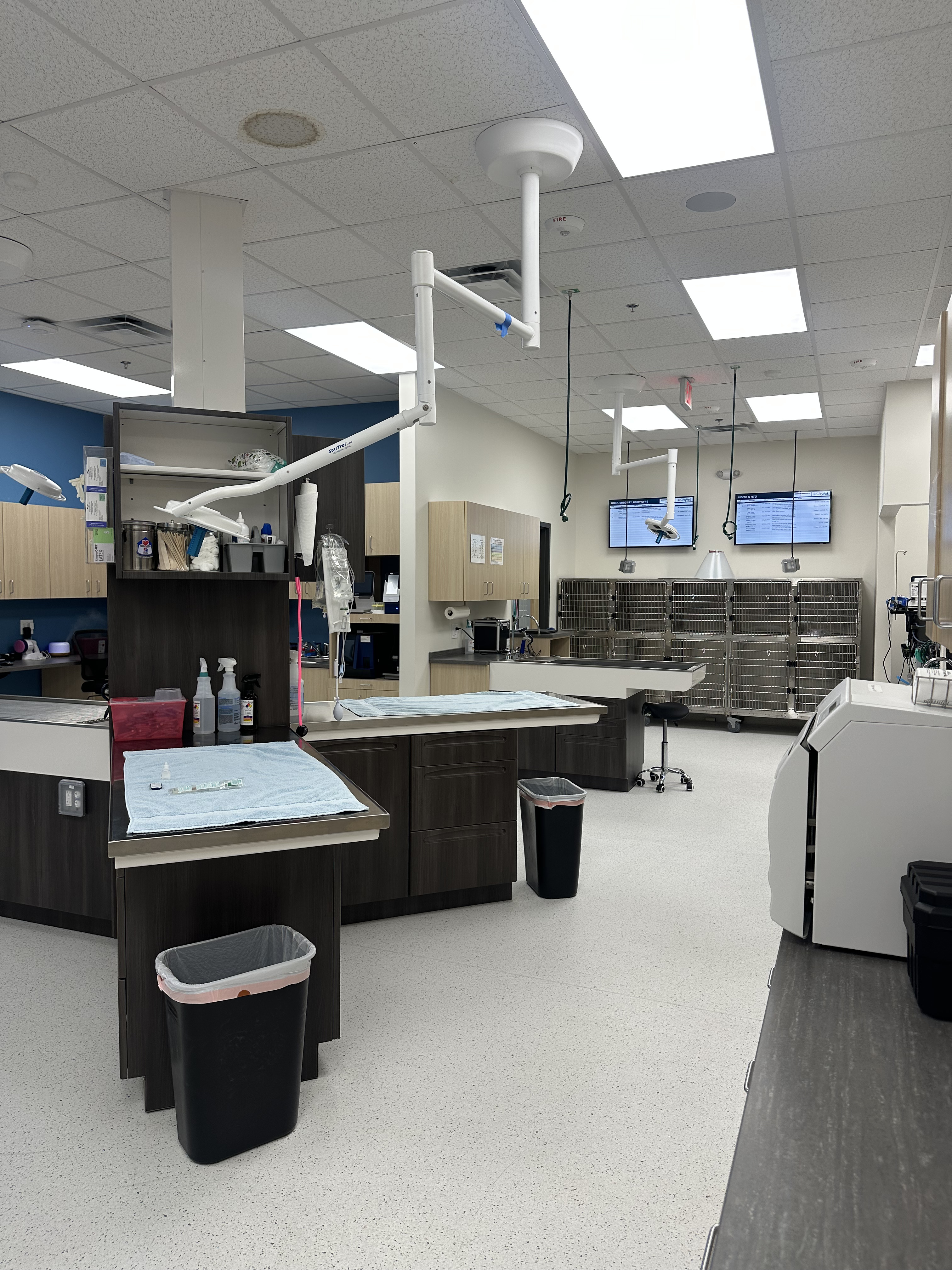 CityVet | Spring Image