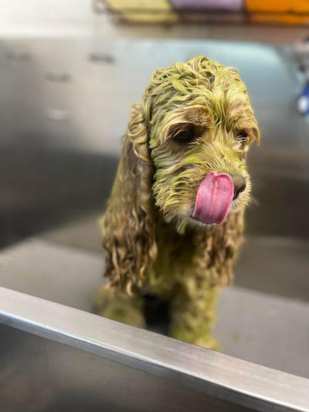 Images San Diego Grooming Academy