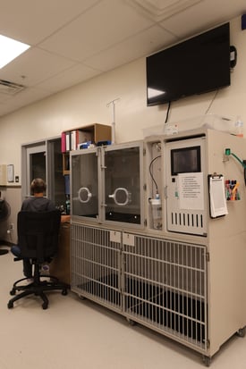 Images VCA Mainland Animal Hospital