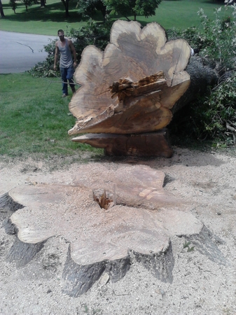 Images Arborscapes tree service