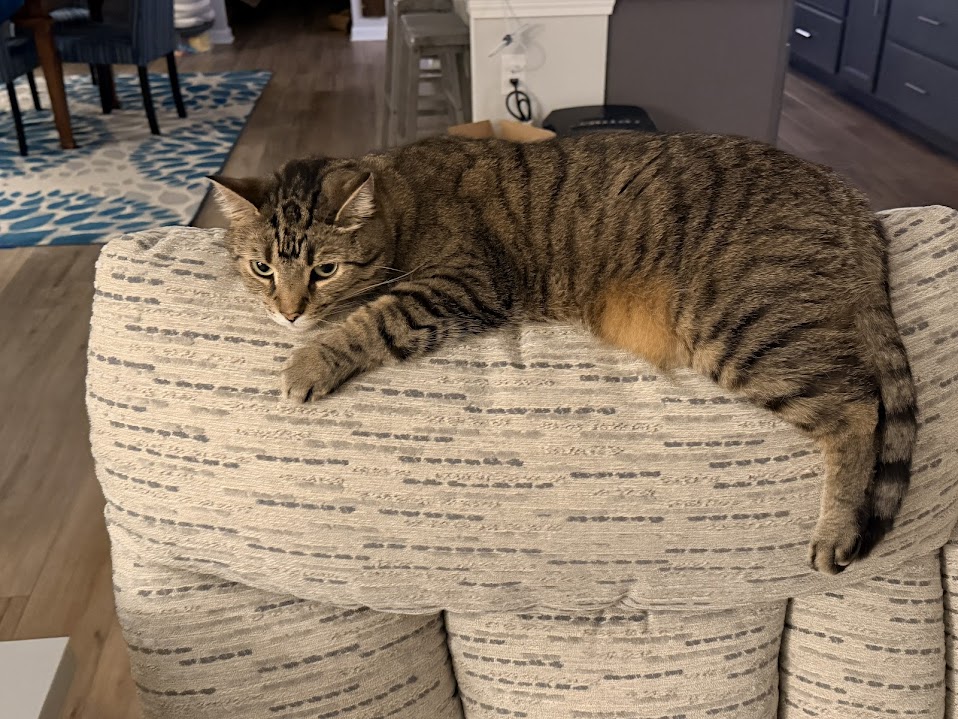 Dr. Stephanie Beeson, Owner of CityVet | Carmel's cat