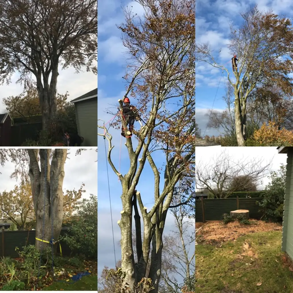 Images Wincanton Tree Care