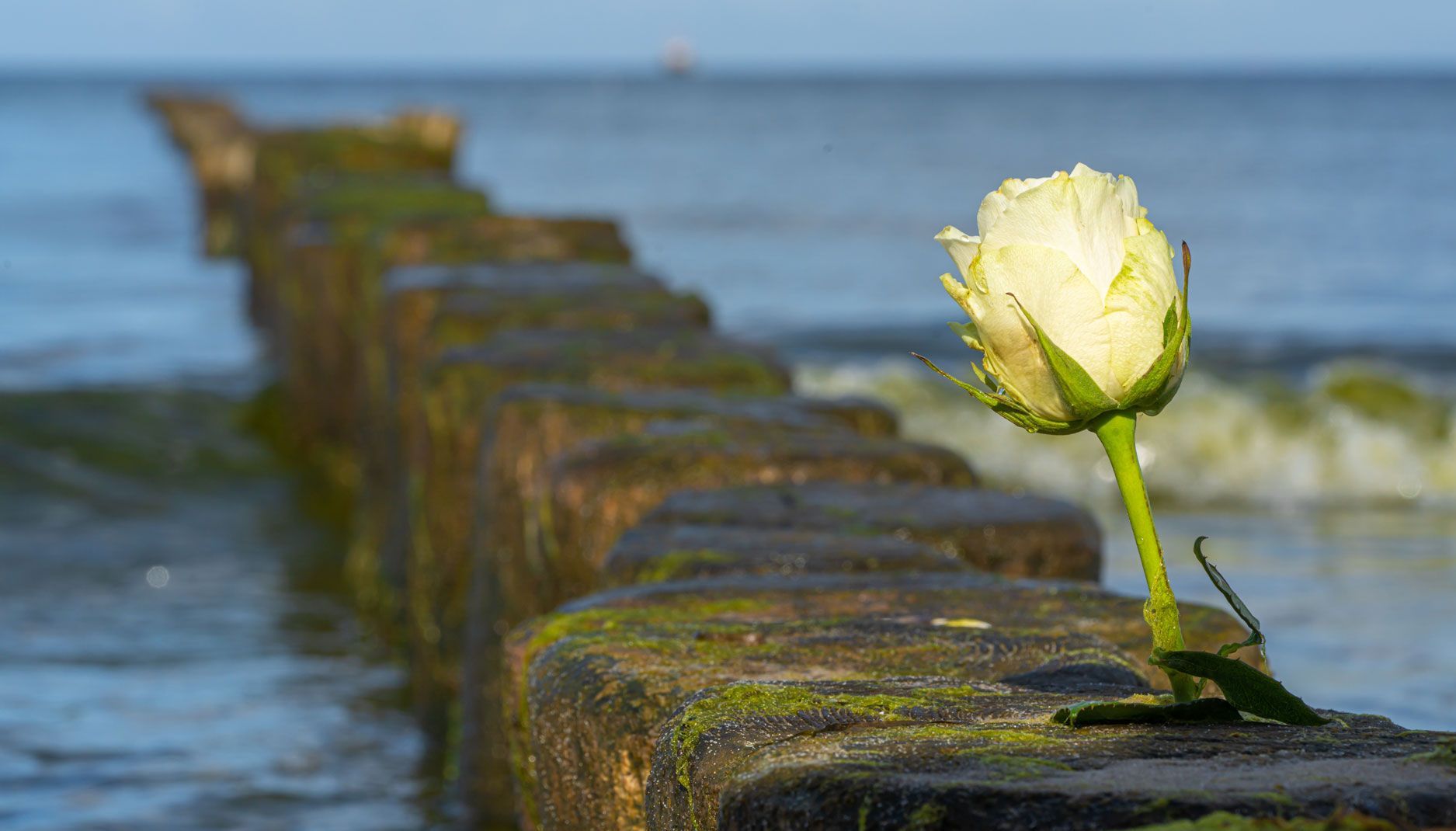 Bild 2 Bestattungen Tooren in Friedeburg