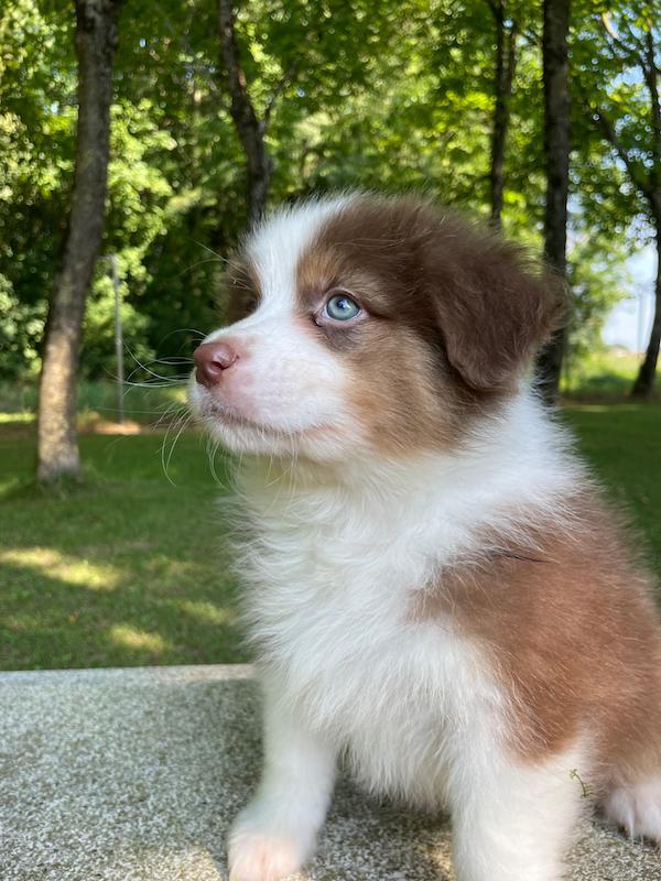 Images Rieshof Dogresort