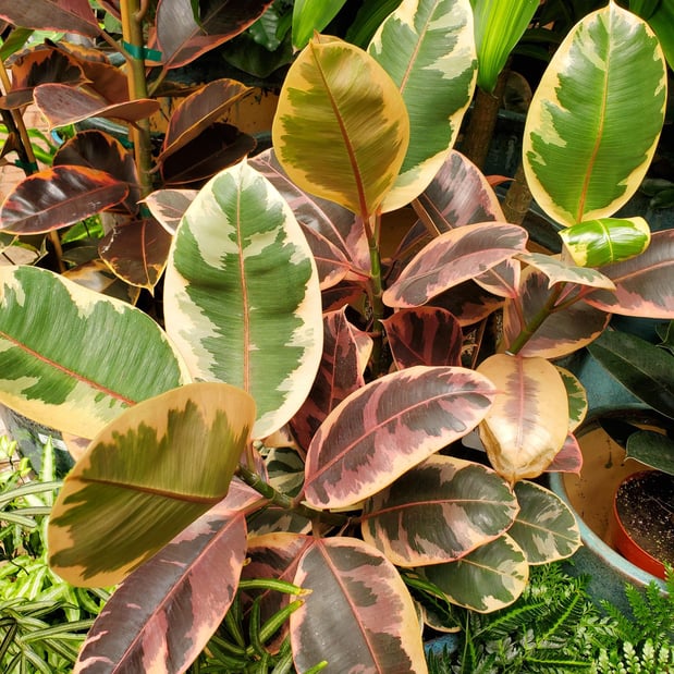 Images Deep Roots Garden Center