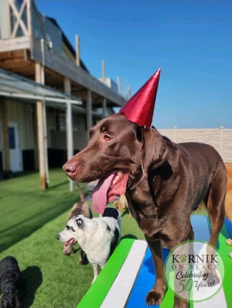 Images Karnik On Black - Dog Daycare, Boarding & Grooming
