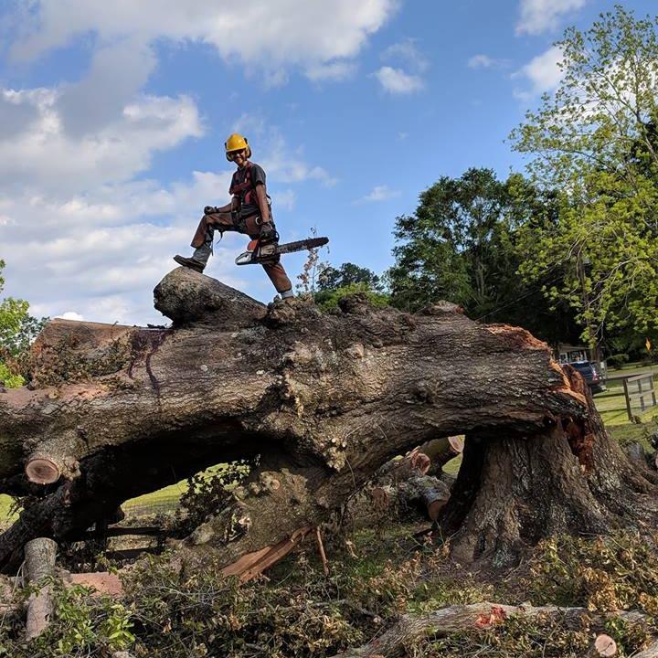 Langford Tree Service LLC
