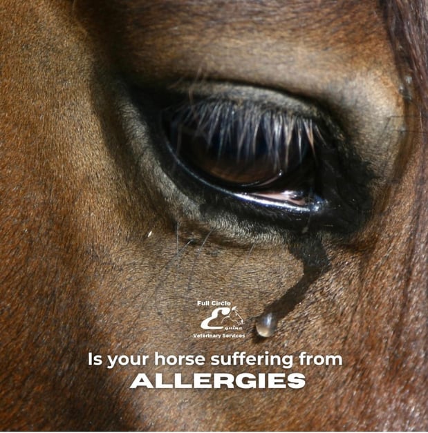 Images FULL CIRCLE EQUINE VETERINARY SERVICES