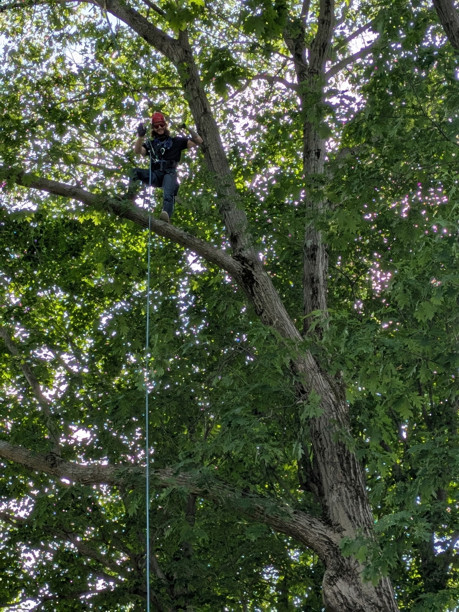 Images Altitude Abattage - Services d'arbres, Élagage, Émondage Eastman