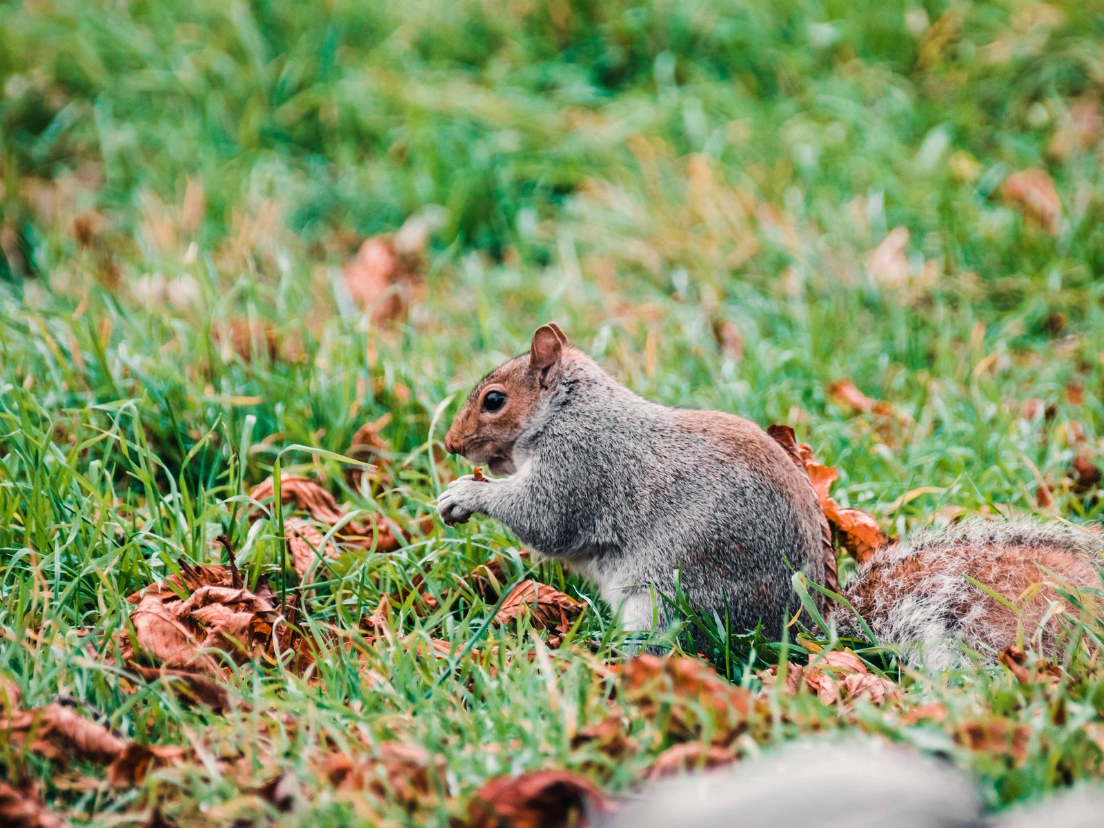 Fast Action Wildlife
