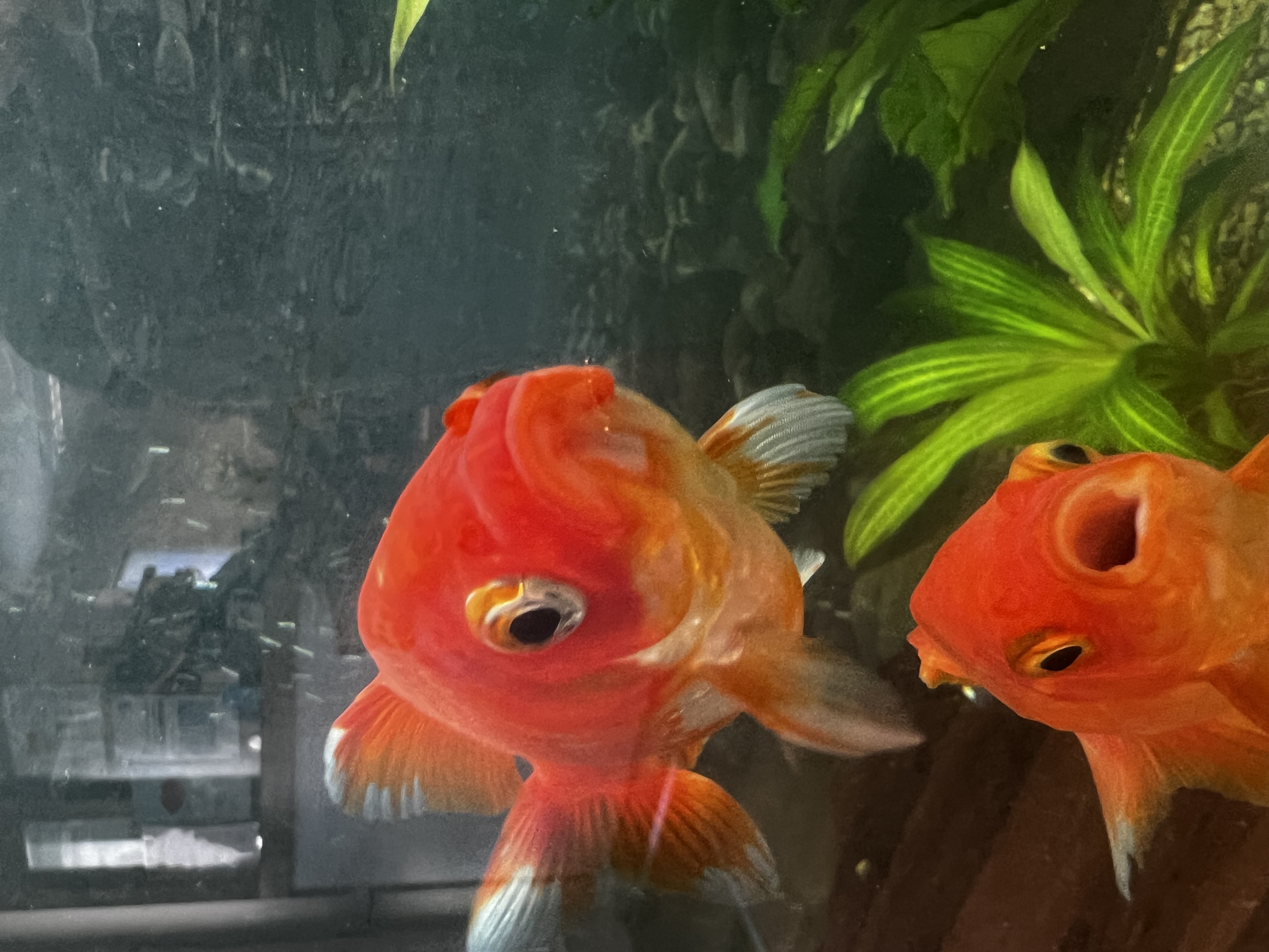 Images Bupa Dental Care Eckington