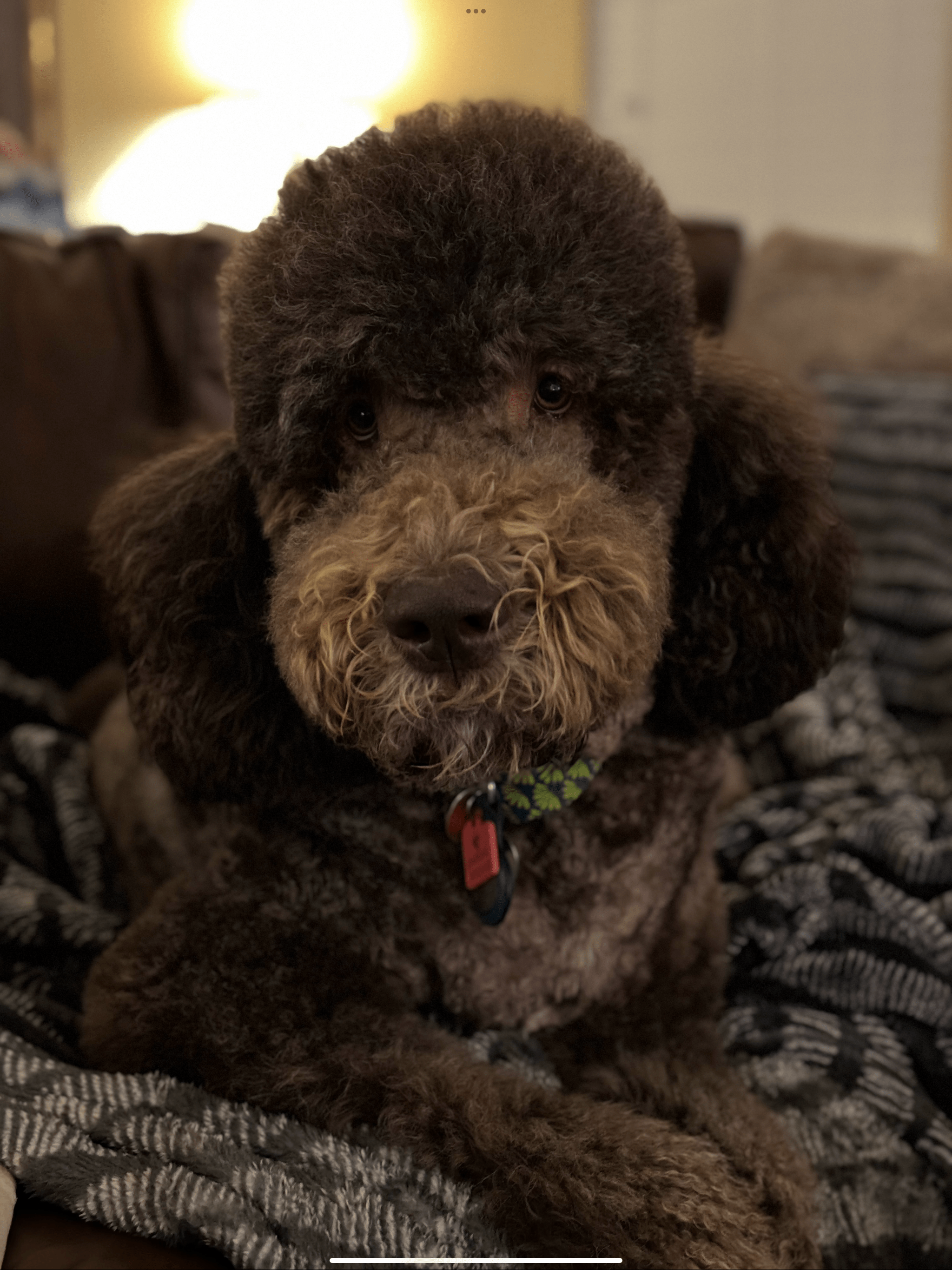 Doodle Me This Kingston and Hamilton LLC Image
