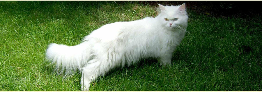 Katzenpension und Tierheilpraxis Rieger, Leutzscher Straße 59 in Leipzig