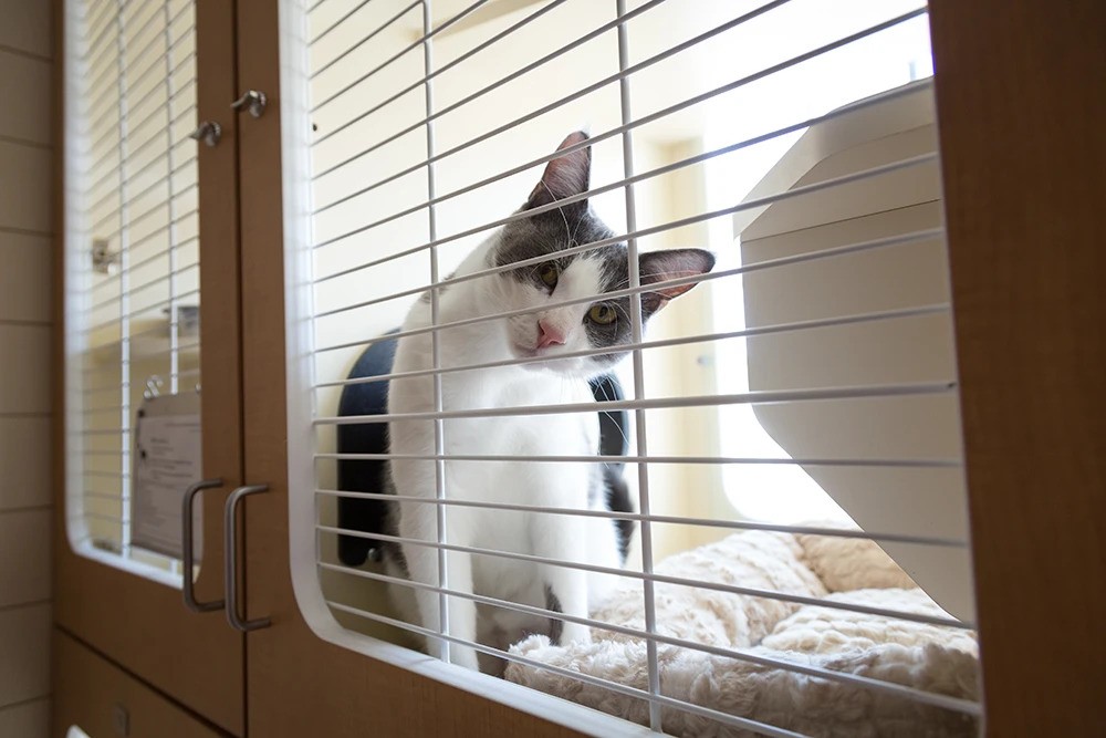 Cat looking curious at boarding