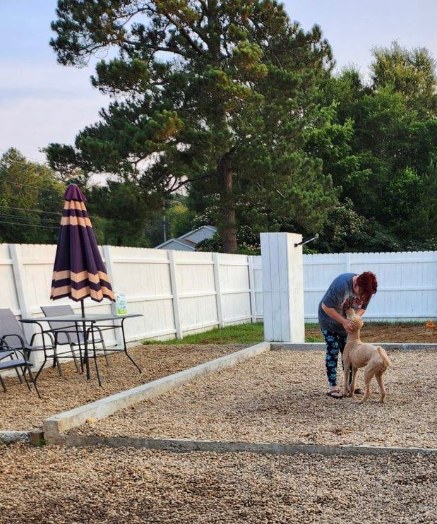 Images Dragonfly Dog Grooming LLC