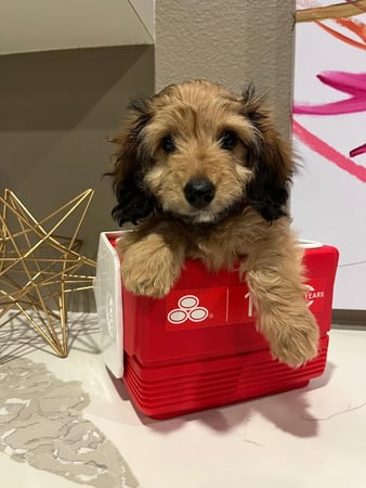 Images Tom Ledwidge - State Farm Insurance Agent