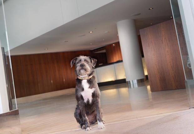 Images InterContinental San Francisco by IHG