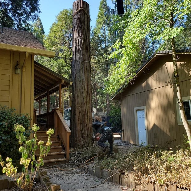 Images Am/Pm Tree Service, Inc.