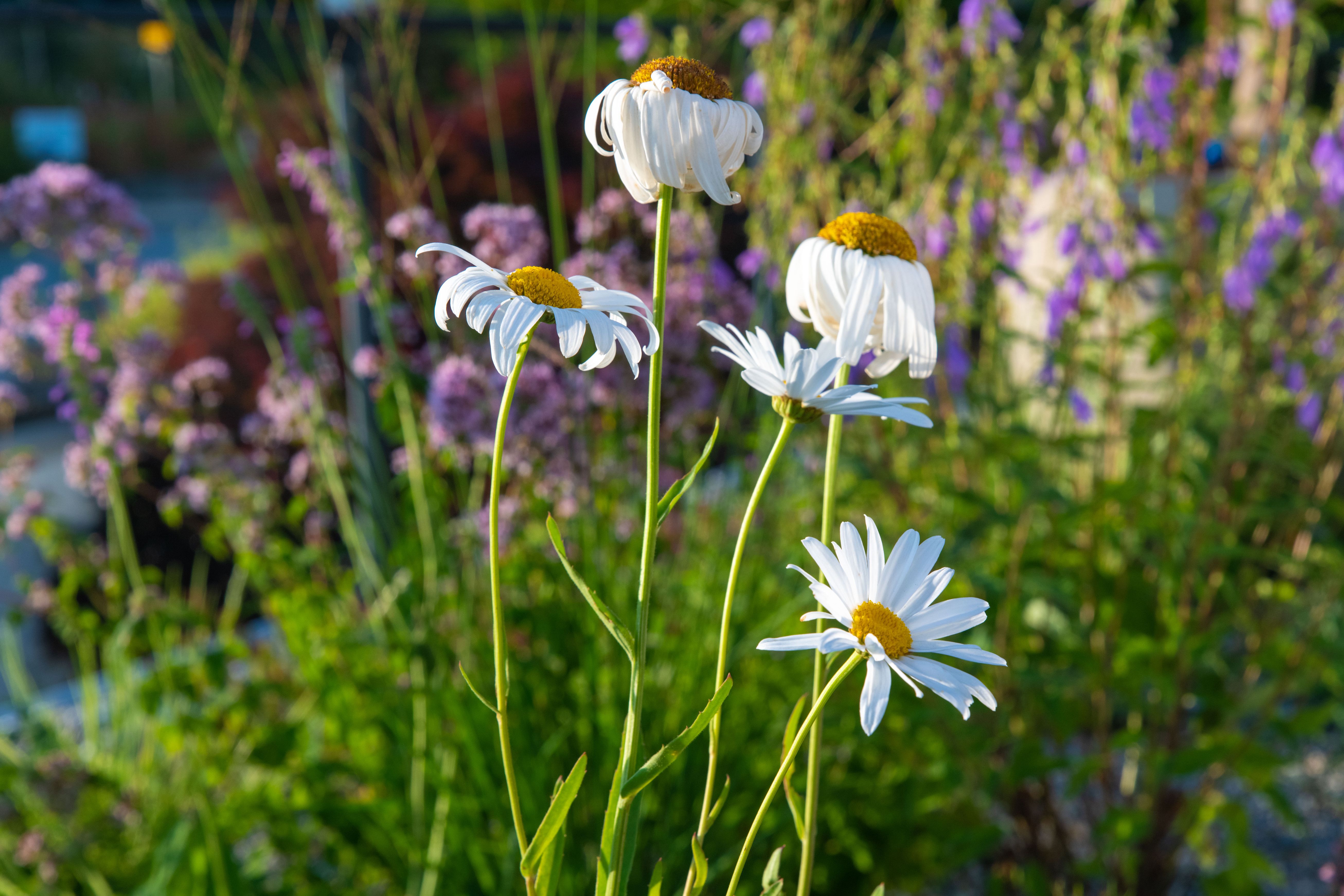Bilder E.+R. Forrer Gartenbau AG