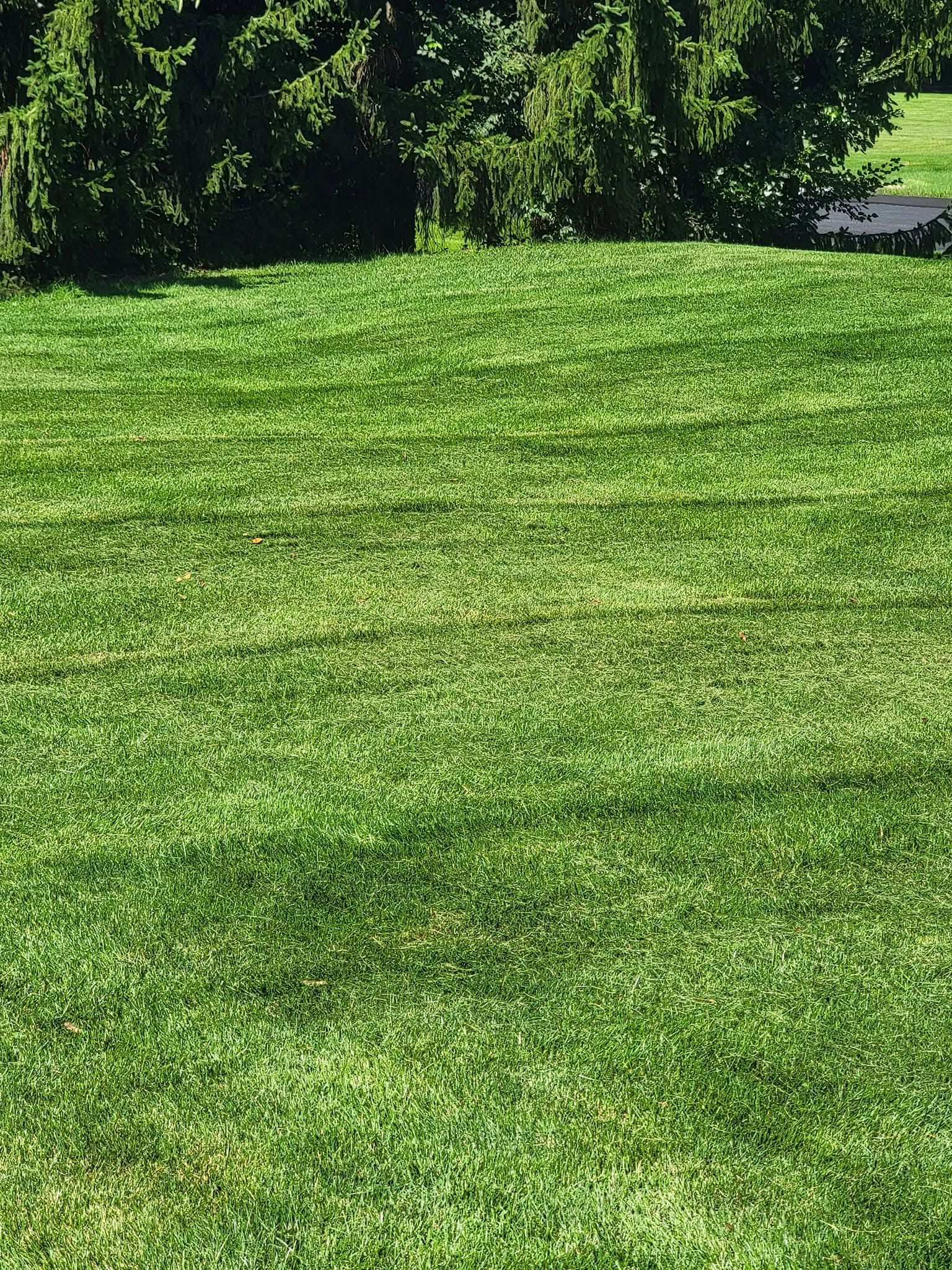 Turf Masters Lawn Service