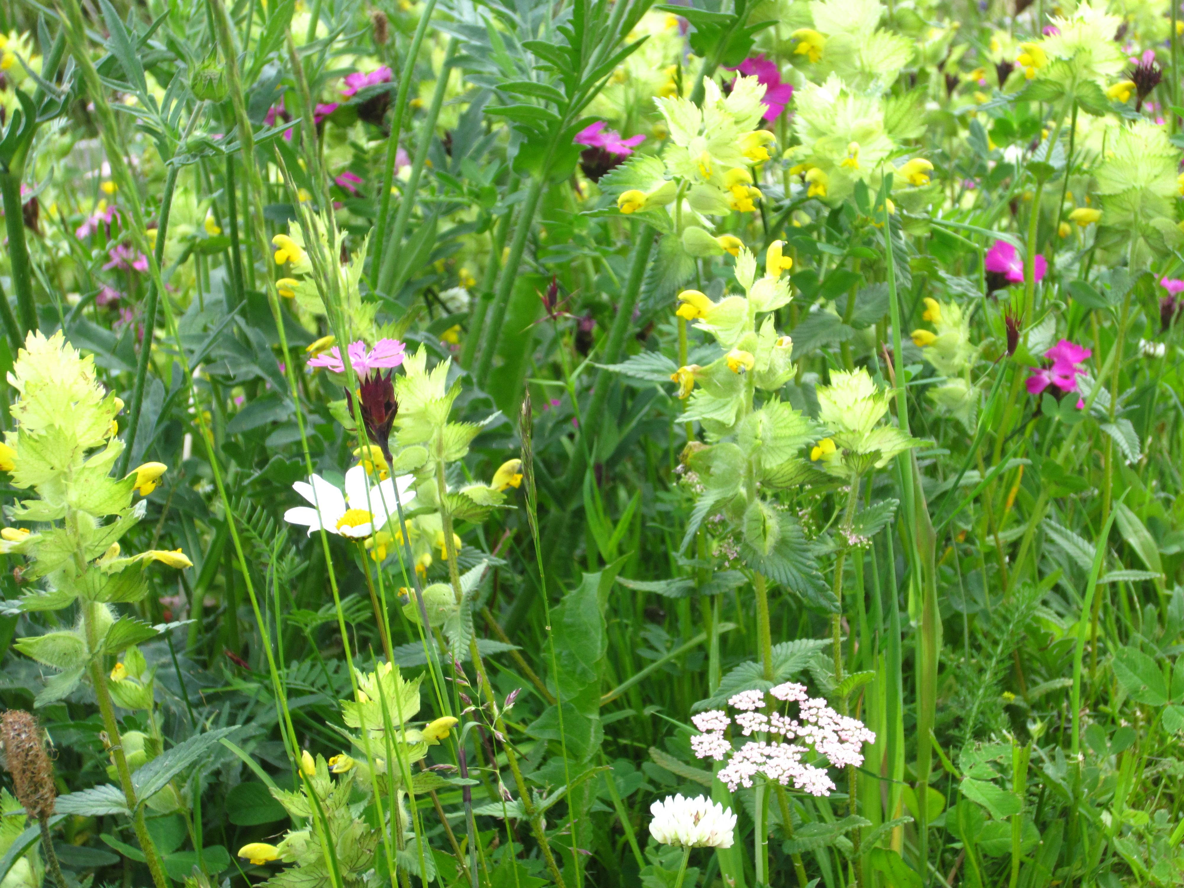 Bilder Albula Gartenbau GmbH