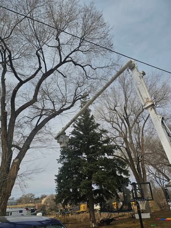 Images H & S Tree Care