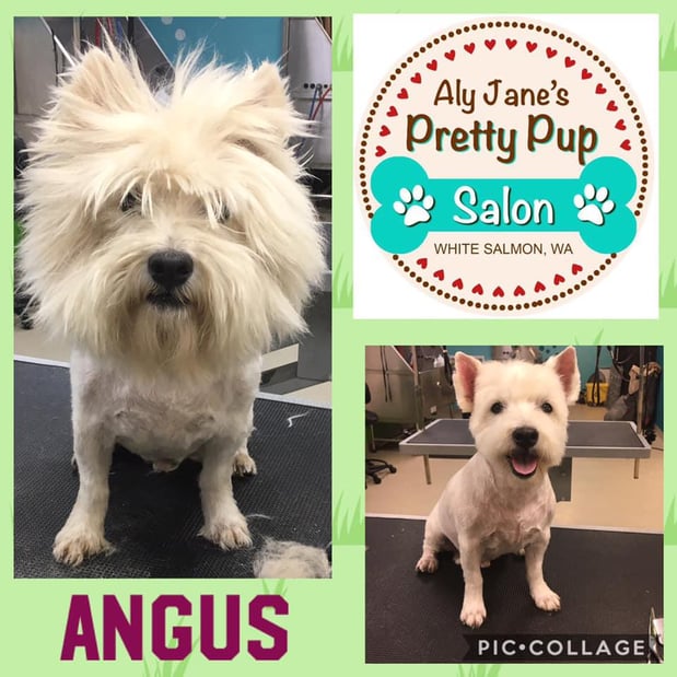 Images Aly Jane's Pretty Pup Salon