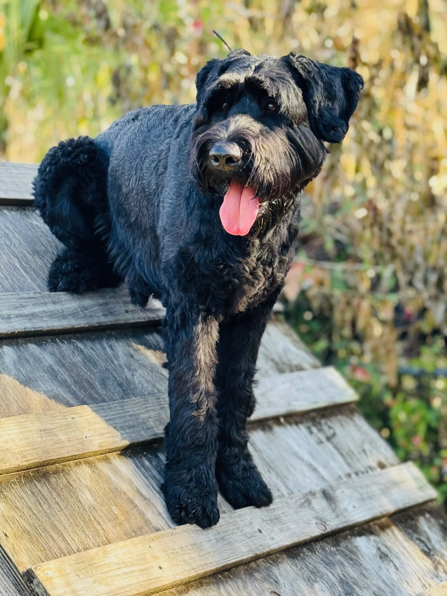 Russell's K9 Academy Image