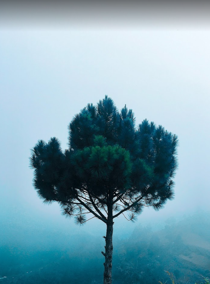 Images J. Daniels' Trees