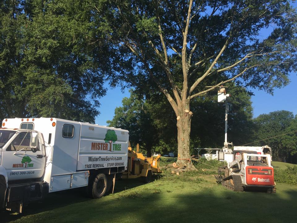 Mister Tree Service Photo