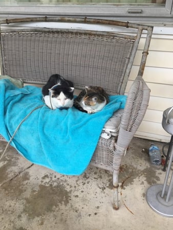 Images A. C. Veterinary Clinic