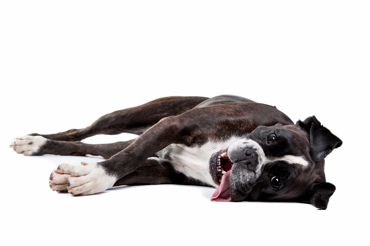 dg photo creator, Erlenstrasse 89 in Richterswil