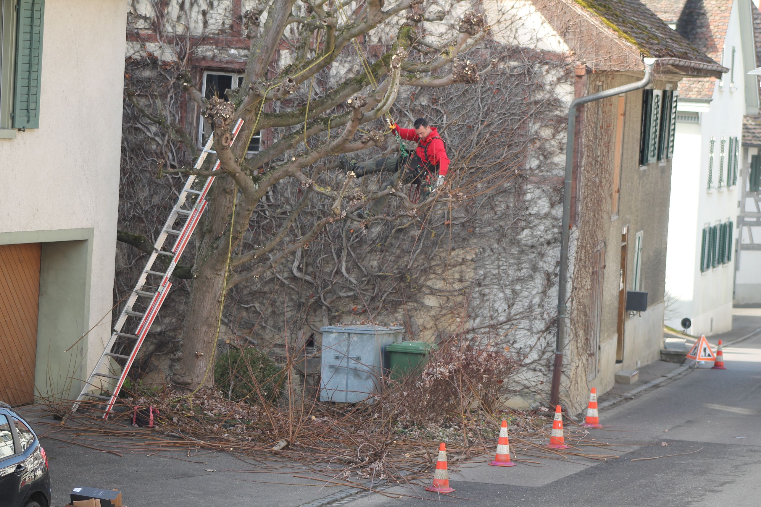 Bilder Blumen & Gärten Schalch AG
