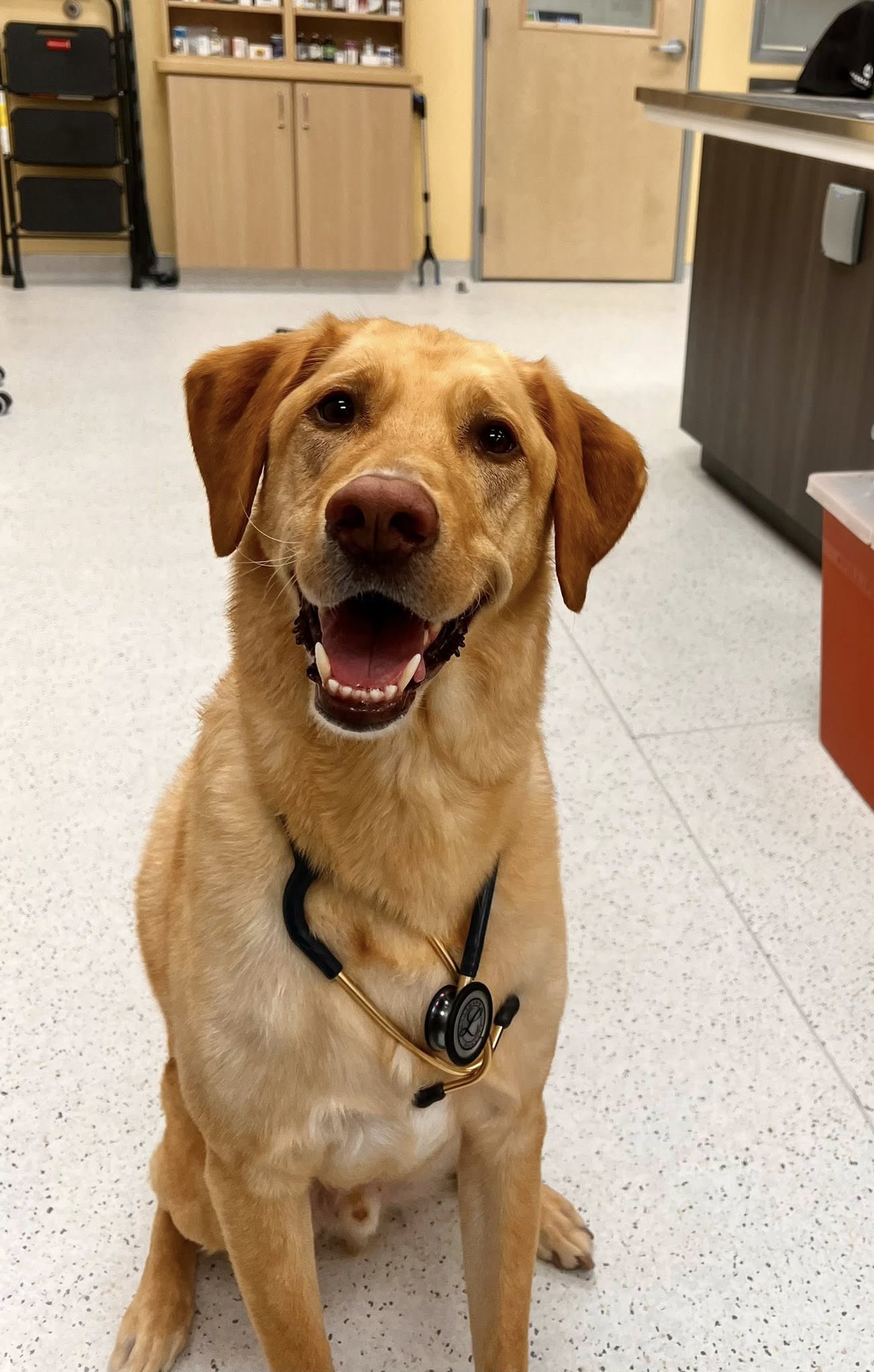 CityVet | Providence dog patient!