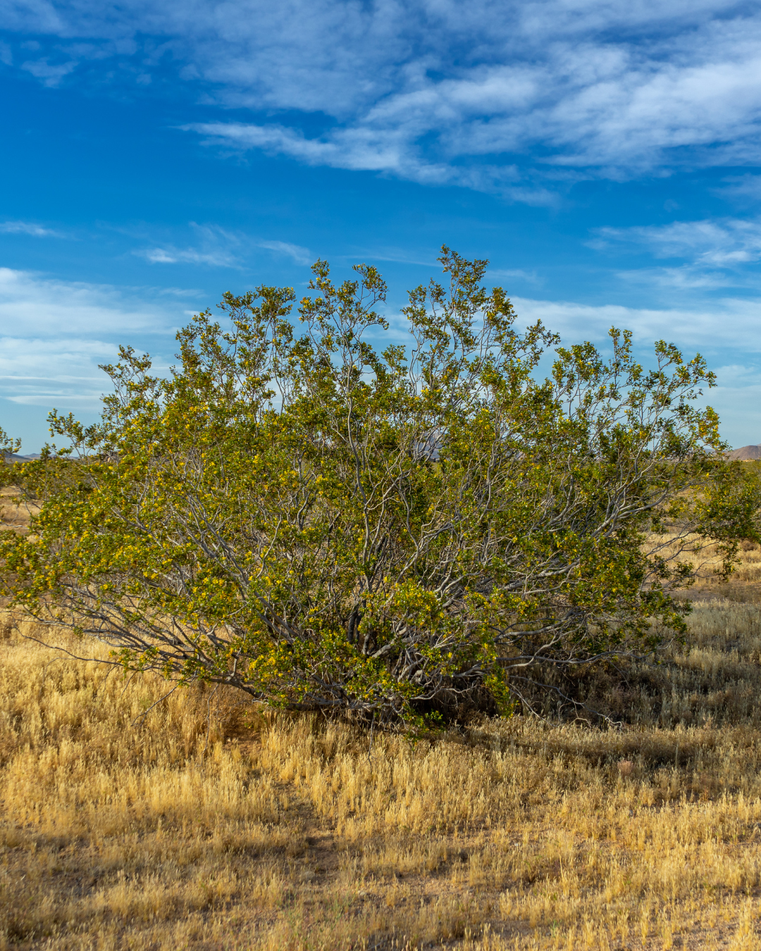 Majestic Tree Service