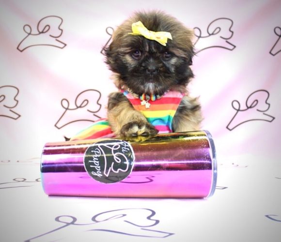 Teacup & Toy Shih Tzu puppies for sale Las Vegas