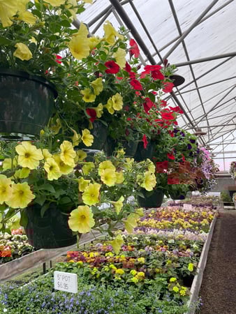 Images Mary's Greenhouse