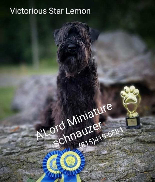 Images A'Lord Miniature Schnauzer