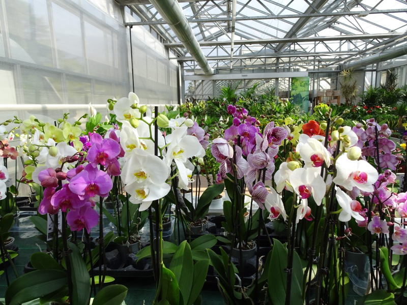 Images Floricoltura Bontadi Vivaio