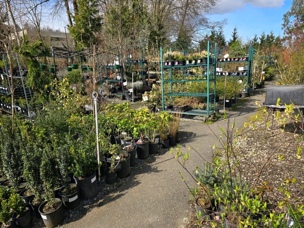 Images Rosso Gardens