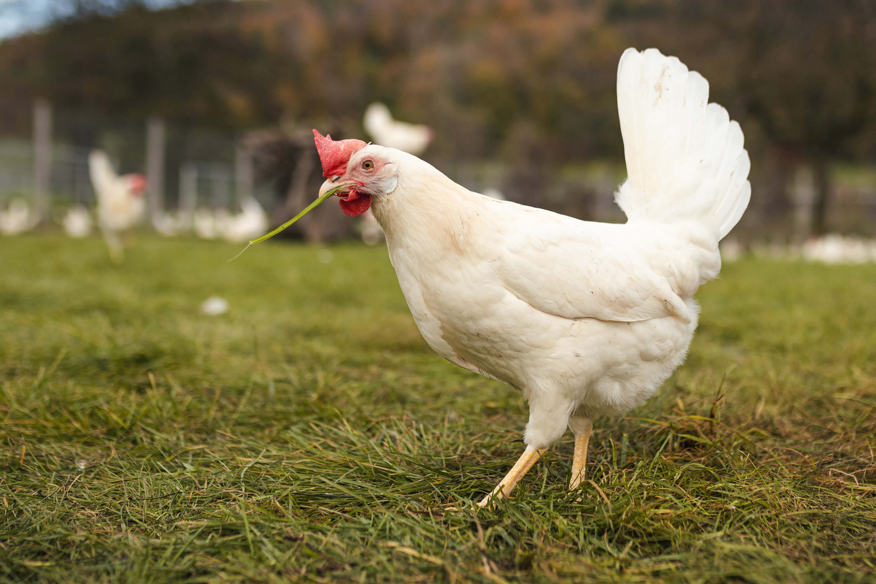 Bilder Wagis Farm - Hofladen