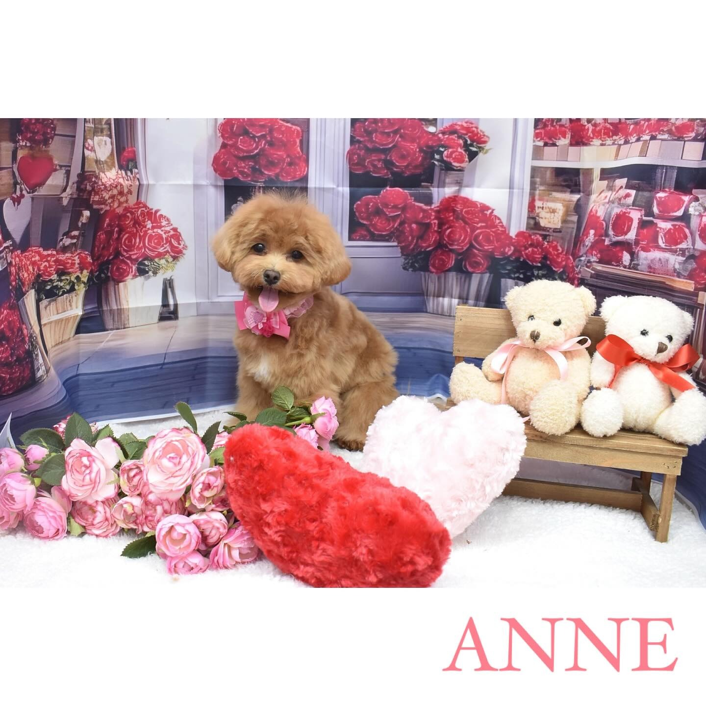 Images わんわんスタイルANNE
