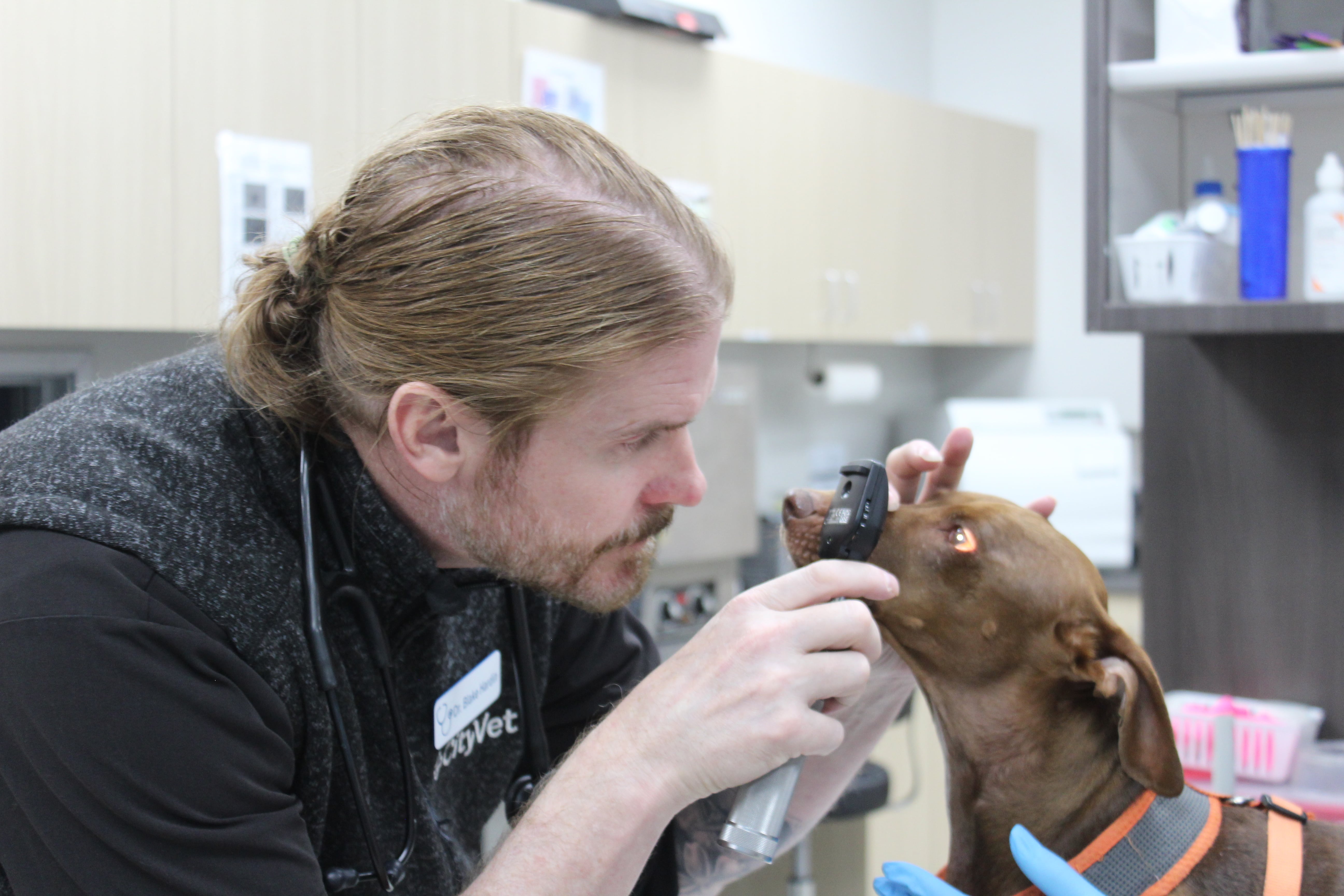 CityVet | Westminster Veterinary Clinic & Urgent Care Image