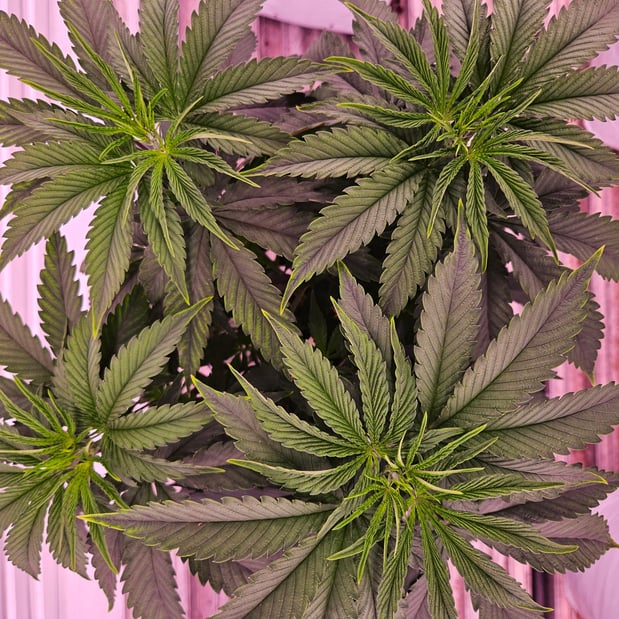 Images The Farm Weed Dispensary - Felton