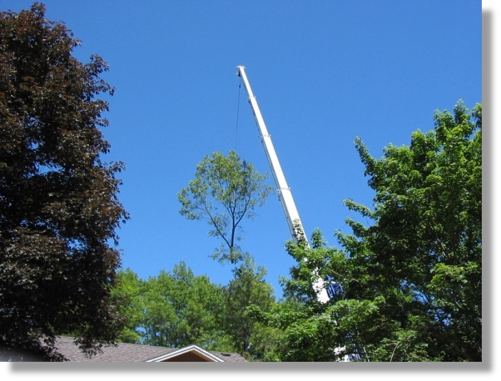Images Allscape Tree & Turf Services, Inc.