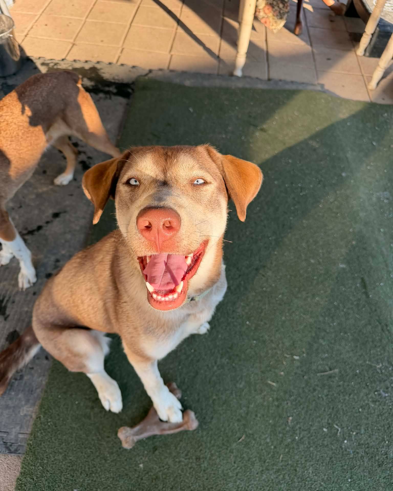 Our April adoption dog is Junie! Look at those eyes! This active, happy girl is building great manners with a trainer, loves fetch, enjoys other dogs, and thrives outdoors. Adoption fee includes a $150 PetSmart gift card!