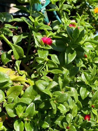 Images CW Willis Landscaping & Garden Center