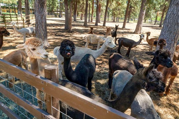 Images Best Western Ponderosa Lodge